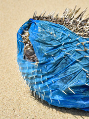 Puffer fish killed by plastic bag 