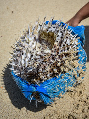 Puffer fish killed by plastic bag 