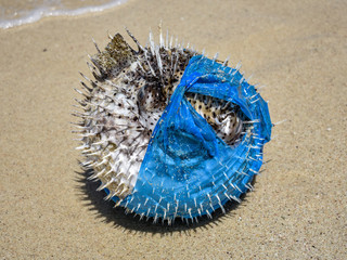 seashell on the beach