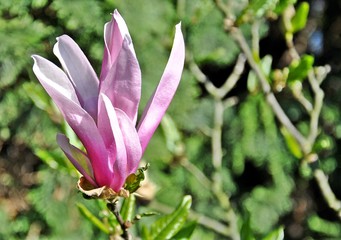 Kwiat magnolii