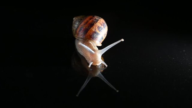 Caracol 3 fondo negro espejo