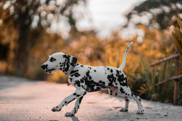 
Dogs running in the streets