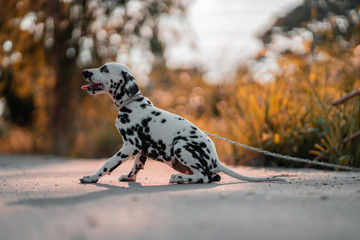
Dogs running in the streets