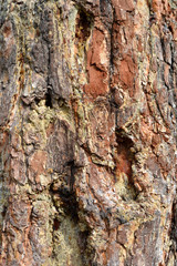 Damaged pine bark, wood resin heals wounds, natural background
