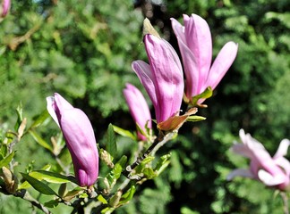 Różowe kwiaty magnolii © Sawomir