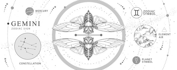 Modern magic witchcraft card with astrology Gemini zodiac sign. Realistic hand drawing butterfly or cicada illustration. Zodiac characteristic