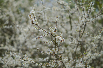 spring branches