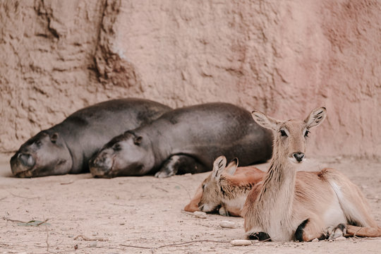 two cute deers and two sleeping brown hippos in the background at the zoo