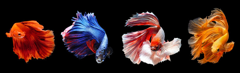 Thai fighting fish moving dancing action with nice halfmoon tail fin, multicolor on black...
