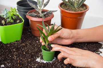 Woman's hands planting spring flowers