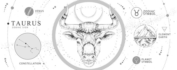 Modern magic witchcraft card with astrology Taurus zodiac sign. Realistic hand drawing bull head. Zodiac characteristic
