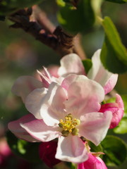 Fototapeta na wymiar Kwiat na jabłonce