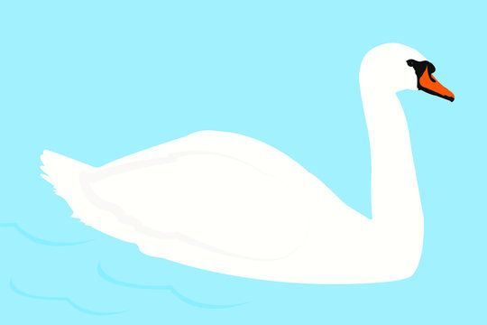 swan on the water vector illustration
