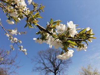 apple tree flowers