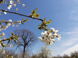 apple tree blossom