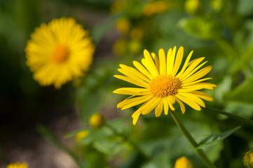 yellow camomile on a green background