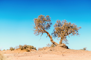 Small acacia tree on Sahara Desert in Morocco, Africa