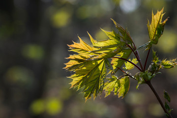 
branch with young green leaves