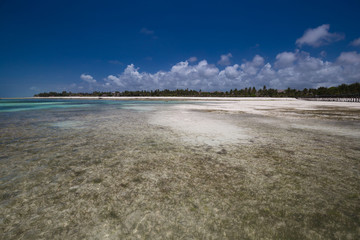 Zanzibar, landscape sea, coral reef