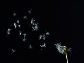 wind blowing dandelion seeds  on black background