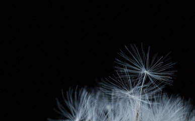 dandelion seeds  macro close-up on black background