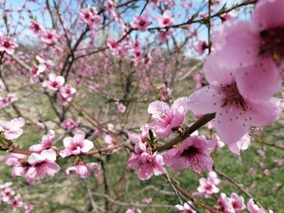 pink cherry blossom