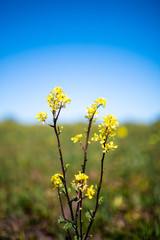 field of vibrant yellow rapeseed flowers