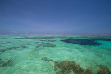 Zanzibar, landscape sea, coral reef