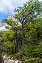 French Valley, view from the W trekking circuit, Torres del Paine, Patagonia - Chile
