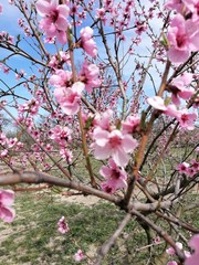 pink cherry blossoms