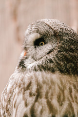 gray large owl close day time