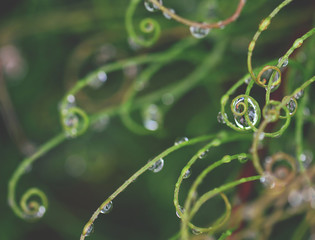 Abstract nature background of raindrops on curled foliage of the Australian native Curly Wig sedge, Caustis flexuosa, family Cyperaceae, Royal National Park, Sydney, Australia. 