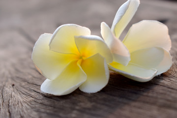 White and yellow flowers on old  wooden, Plumeria, Frangipani 