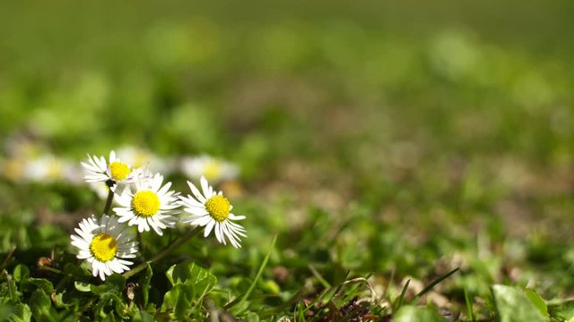 Stokrotka, biały kwiat 