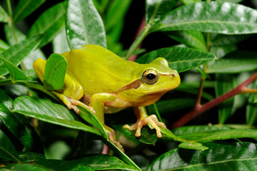 Mediterranean tree frog / Mittelmeer-Laubfrosch (Hyla meridionalis) 