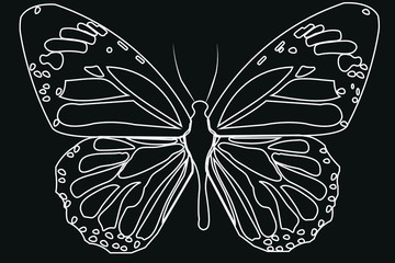 white butterfly vector illustration on black background
