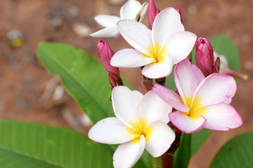 Beautiful Pink Plumeria with green leaves on the plumeria tree. Frangipani tropical flowers