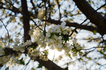 Flowering spring branch of a prolific tree