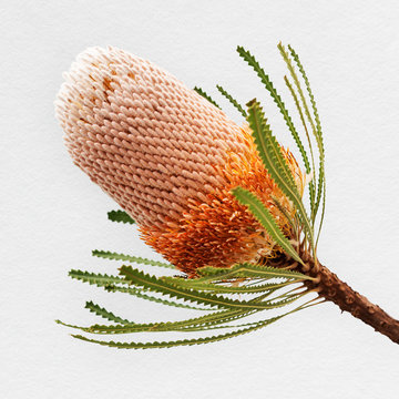 Orange Banksia Flower