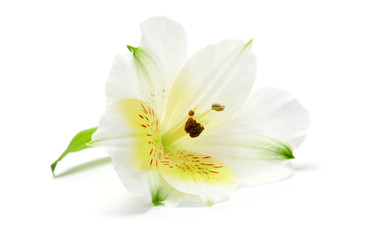 Peruvian Lily (Alstroemeria) flower on white background.