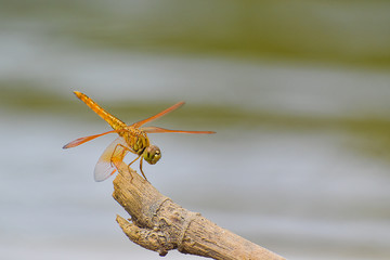 dragonfly on dry branch in riverside