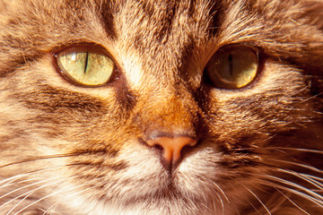 Close up of face of beautiful little cat indoors at home.