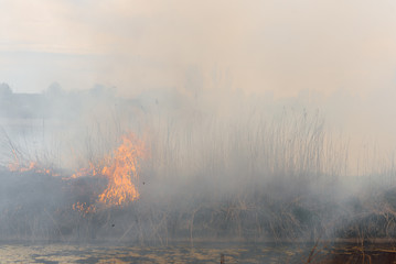 Burning reeds. Nature fire landscape. Devastation of wildlife, human influence on planet. Air pollution, hot and dry climate, environment, Earth saving concept