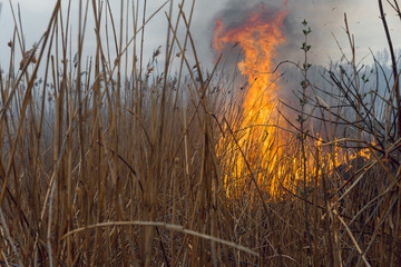 Raging forest spring fires. Burning dry grass, reed along lake. Grass is burning in meadow....