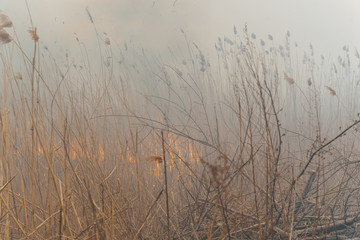 Raging forest spring fires. Burning dry grass, reed along lake. Grass is burning in meadow. Ecological catastrophy. Fire and smoke destroy all life. Firefighters extinguish Big fire. Lot of smoke