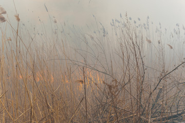 Raging forest spring fires. Burning dry grass, reed along lake. Grass is burning in meadow....