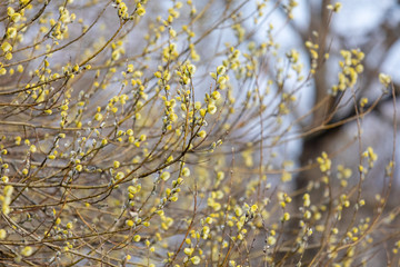 Yellow pollen covered catkins, spring willow blossom causing allergy. Buds of the willow blossom in Easter spring time.