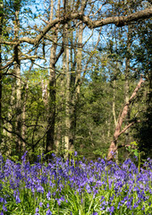 Wild bluebells in woodland, photographed at Pear Wood next to Stanmore Country Park in Stanmore, Middlesex, UK