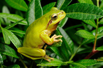Mediterranean tree frog / Mittelmeer-Laubfrosch (Hyla meridionalis) 