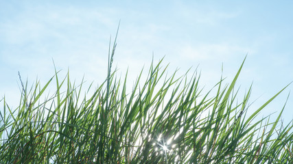 Low angle view of green grass, blue sky and sun lights. Background and landscape.